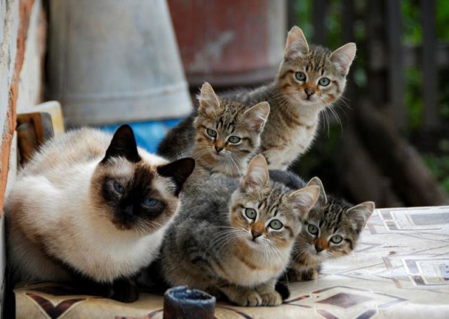 Коты и Кошки