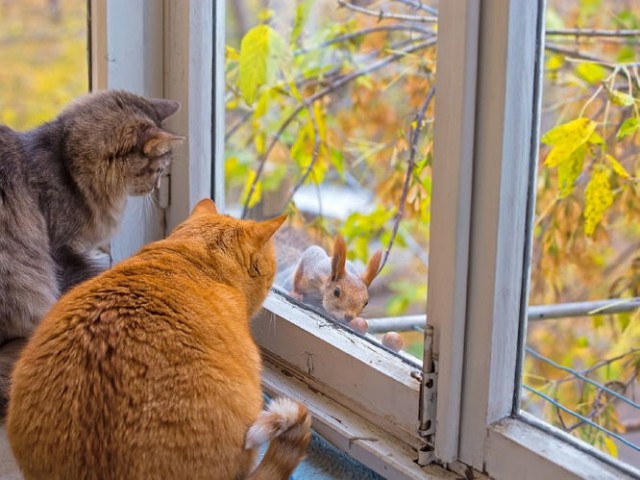 Коты и Кошки