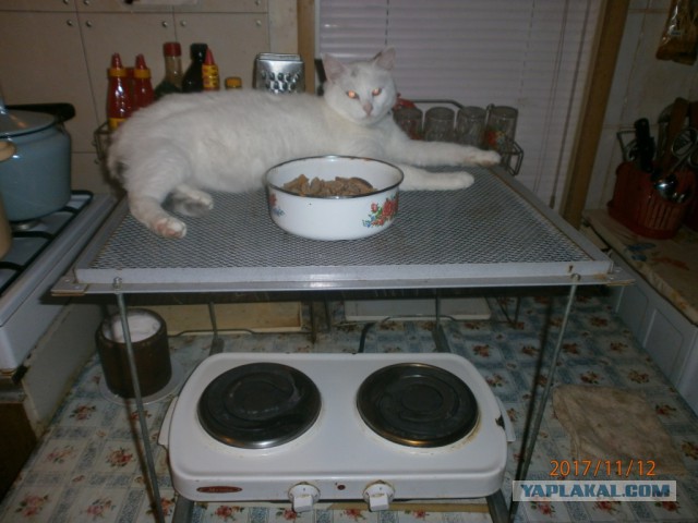 Котовторник  19.12.2017