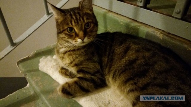 Котовторник 20.03.2018