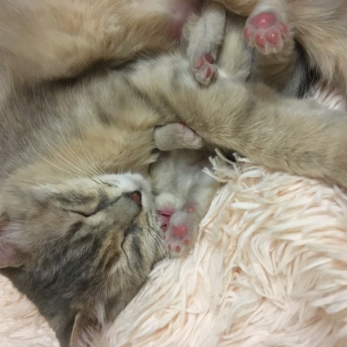 А не открыть бы нам котовторник 03.04.2018