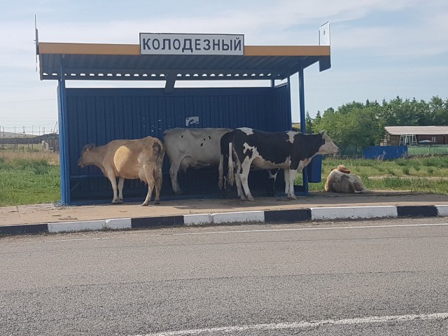Живность из сети