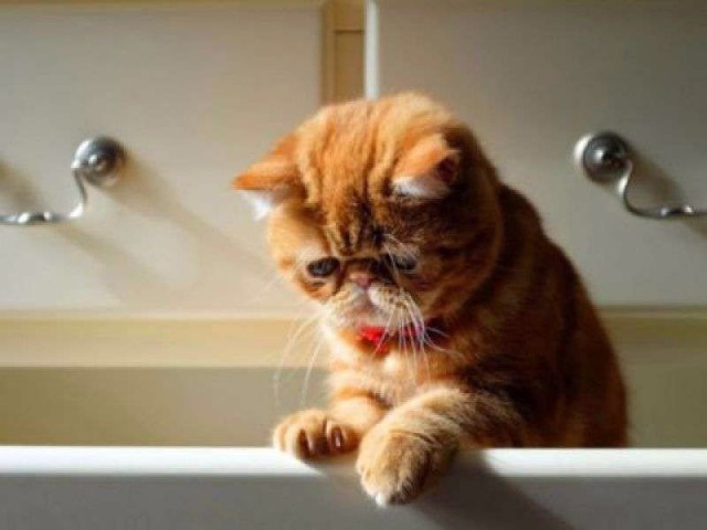 Фотобомбы котов