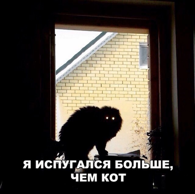 Неадекватные коты