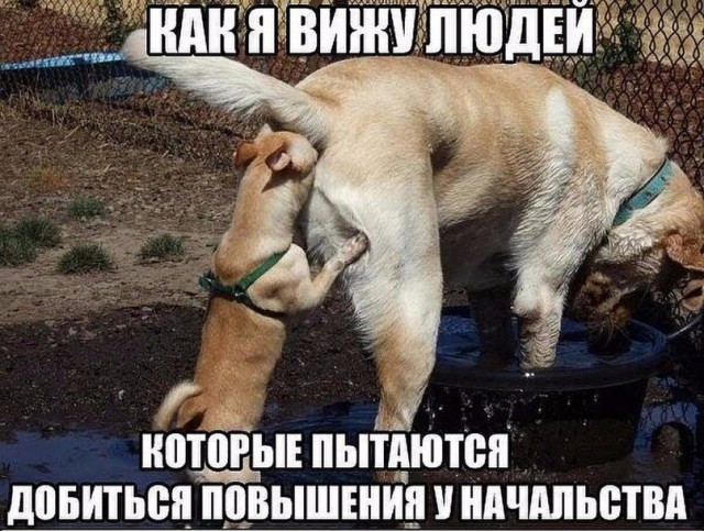 Картинки по-приколу
