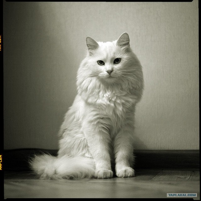 Котовторник (24.03)