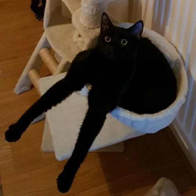 Прикольных котов пост