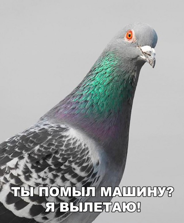 Нестандартный юмор