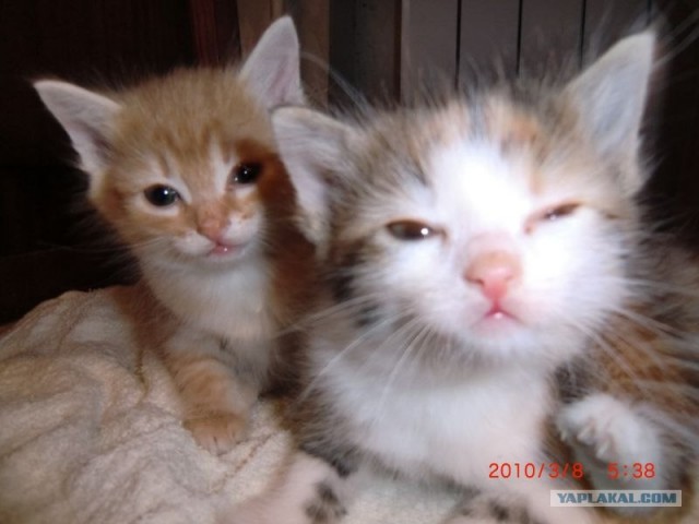 Котовторник на 2 ноября