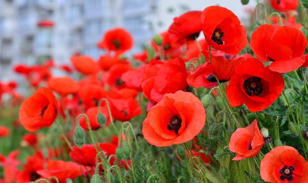 Осужденный за выращивание мака ветеран прикрывал своего сына