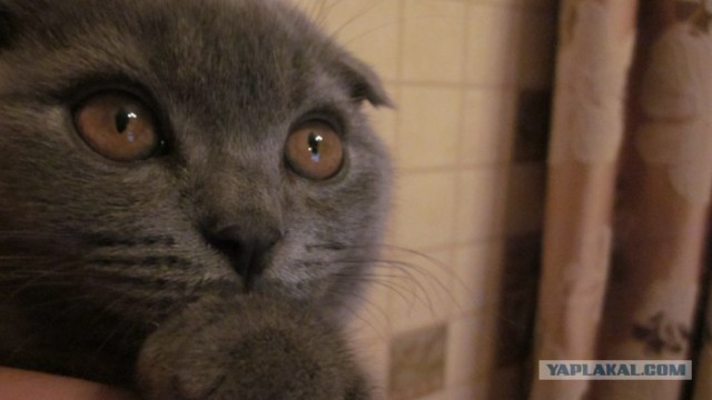 Котовторник уже сегодня!