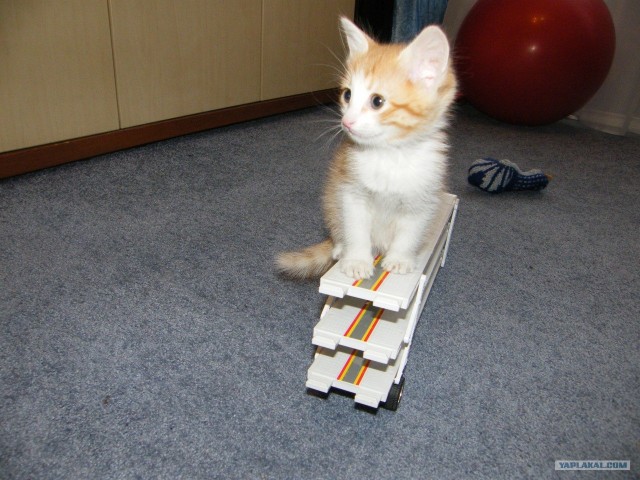Котовторник, для любителей кошек