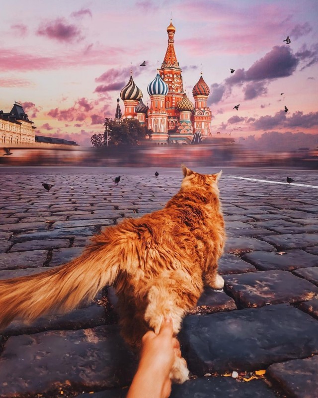 Прикольных котов пост