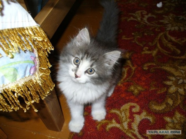 Котовторник 06.09.11