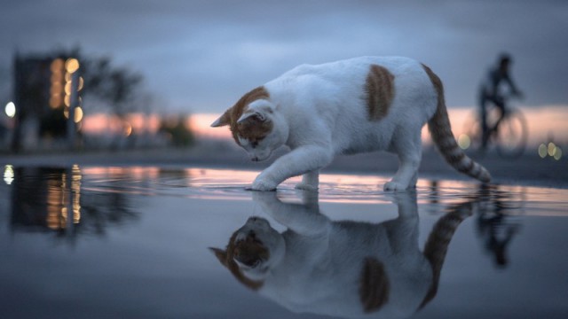 Прикольных котов пост