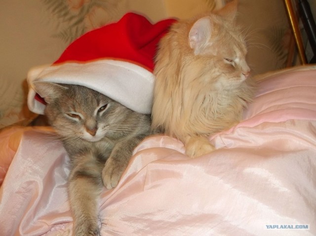 Котовторник 27.12.11