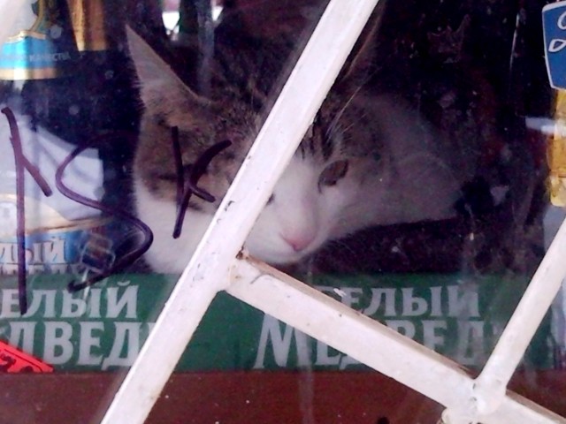 Котовторник (31.01.2012)