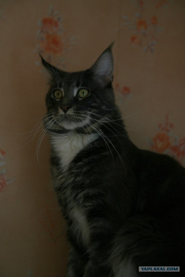 Котовторник! 13.03.2012