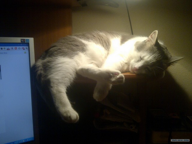 Котовторник 1 мая 2012