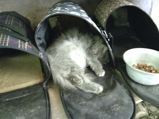 Котовторник 22.05.2012