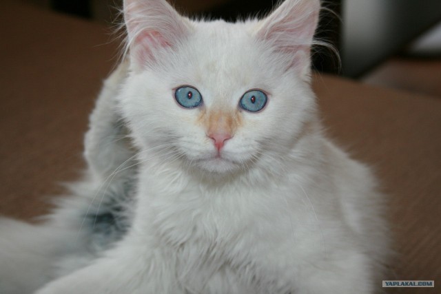 Котовторник на 26.06.12