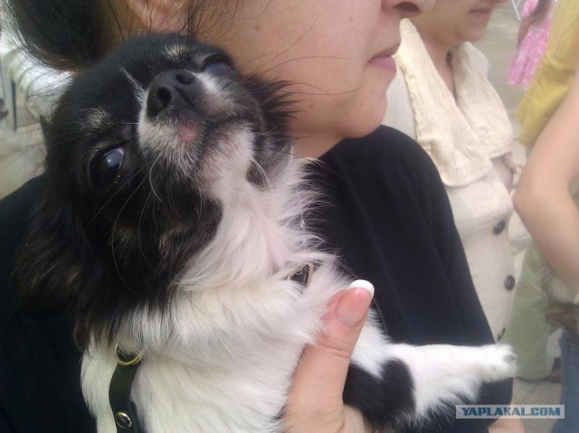 Собакочетверг