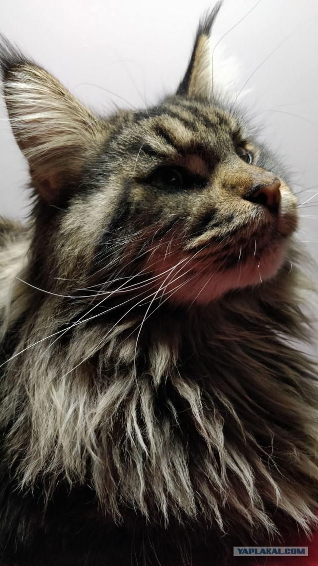 20 снимков с кисточками, доказывающих, что прекраснее мейн-кунов могут быть лишь котята мейн-кунов