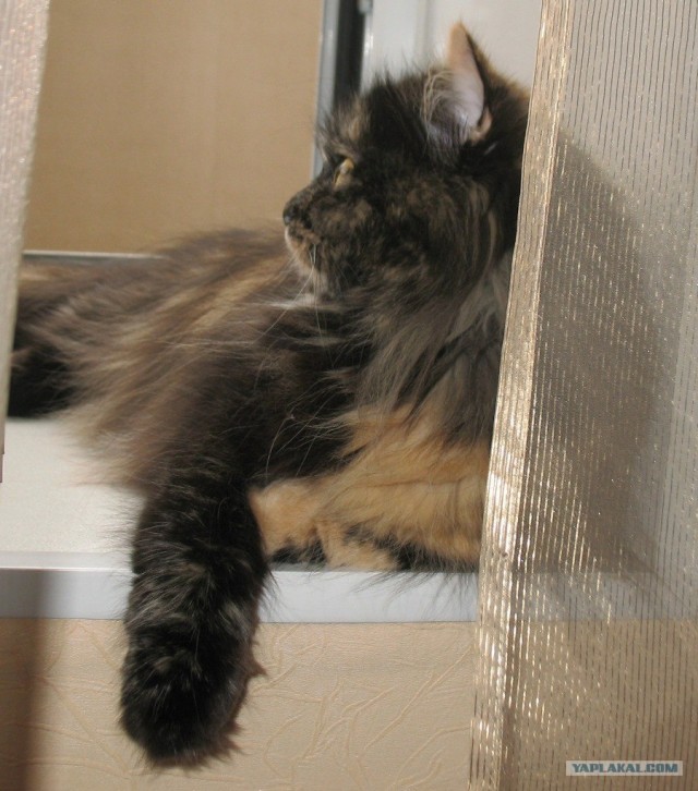 Котовторник 30.10.2012