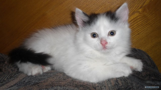 Котовторник 12.02.13