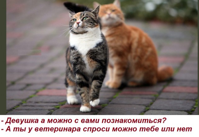 Картинки с надписями и коты, много котов