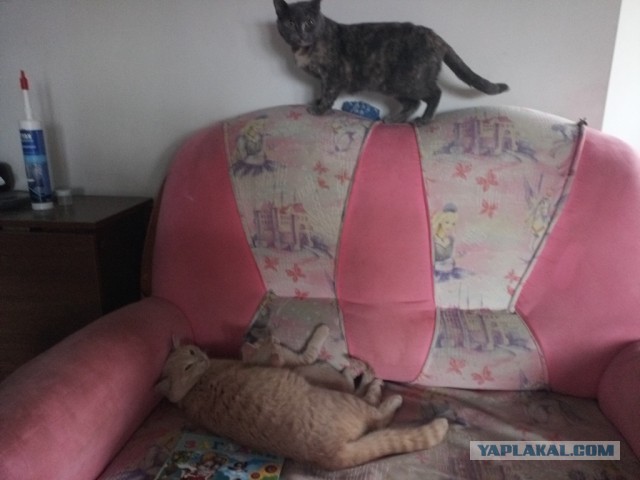 "Если в доме три кота..."©