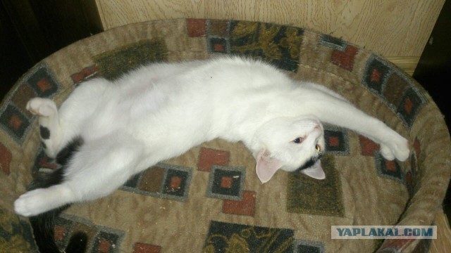 Мой котяра!