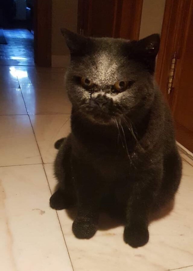 Эти забавные животные