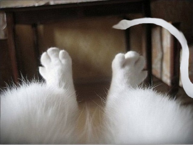 Фотожаба: Ноги котэ