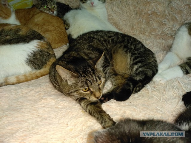Котовторнику посвящается