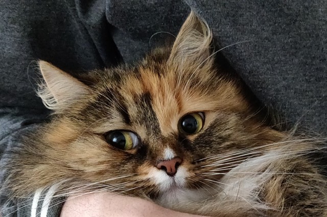 С котовторником!