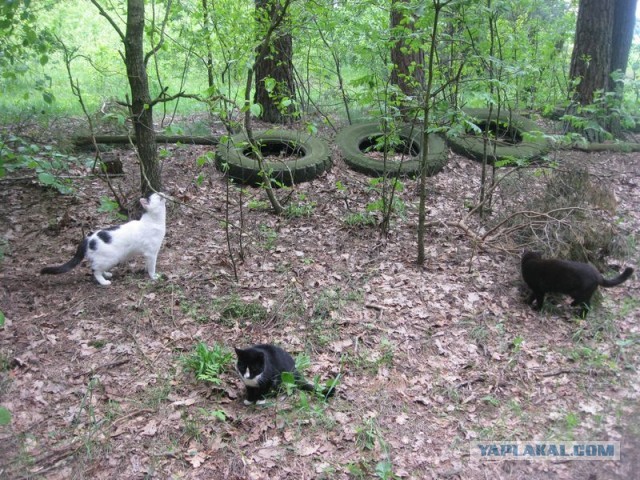Жизнь домашнего приюта для котеек 344