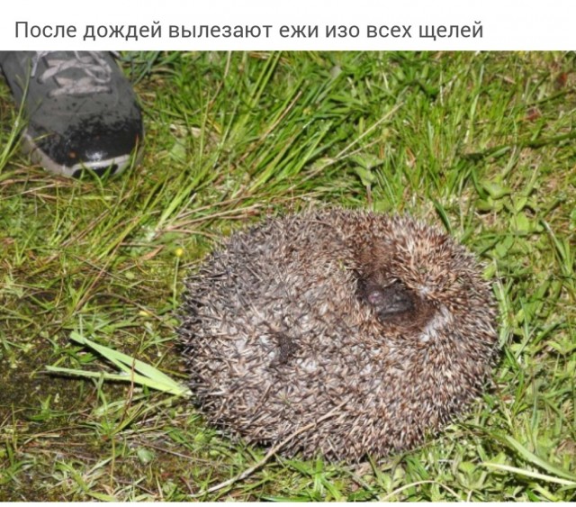 Алигархам на заметку: Бассейн своими руками