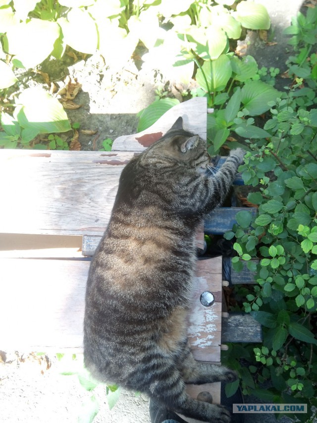 Котовторник (свои добавляем)
