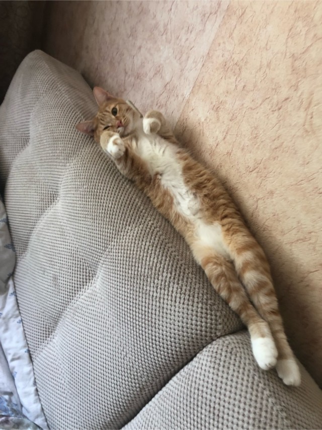 Котовторник