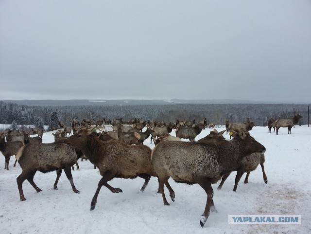 Пандемия. Коронавирус. Россия и мир. Последняя информация. Часть 26