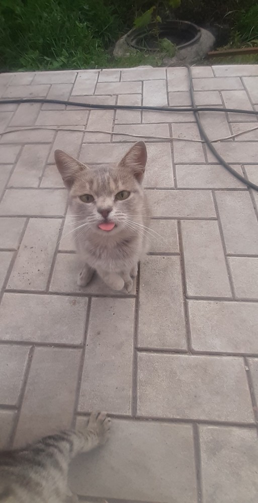 К котовторнику