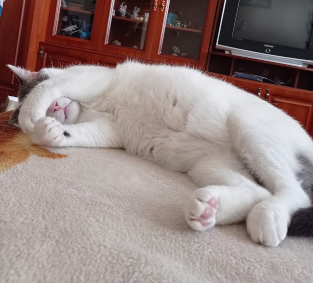 Котовторнику быть