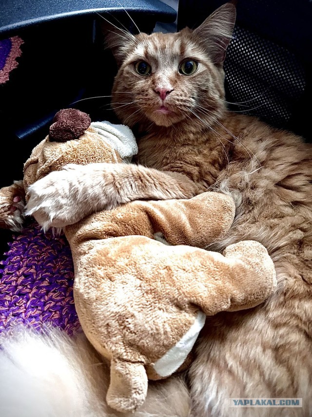 Котовторник 11.01.22