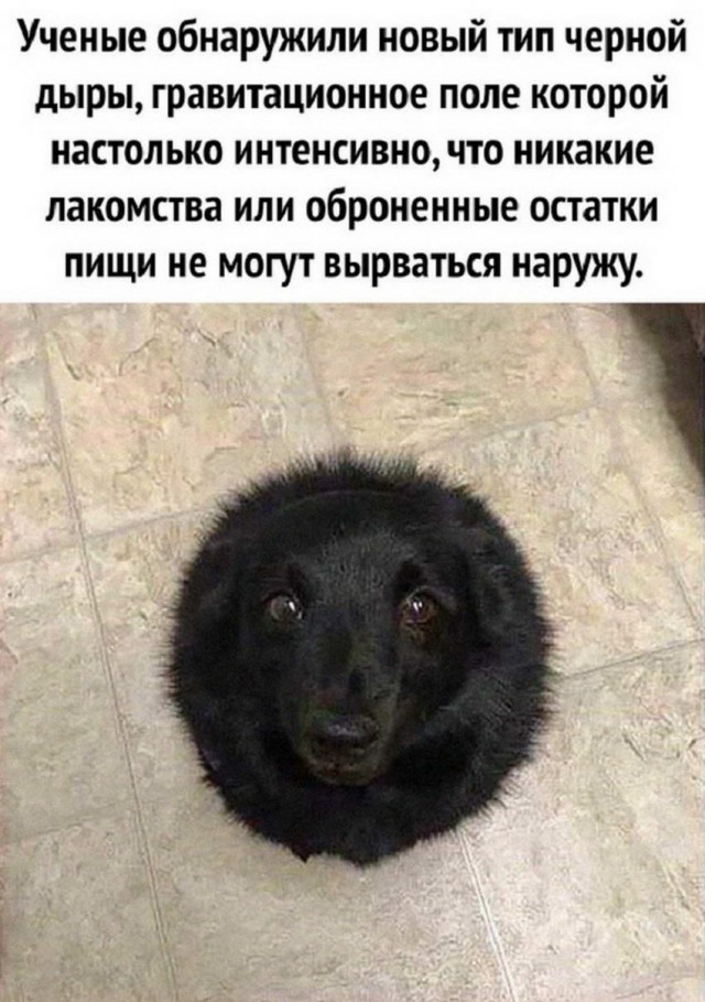 Человек собаке друг и другие картинки под настроение 13.01.2022