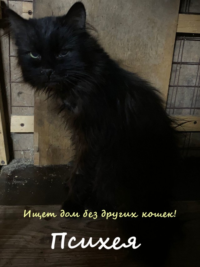 Жизнь домашнего приюта "Котоленд" 321