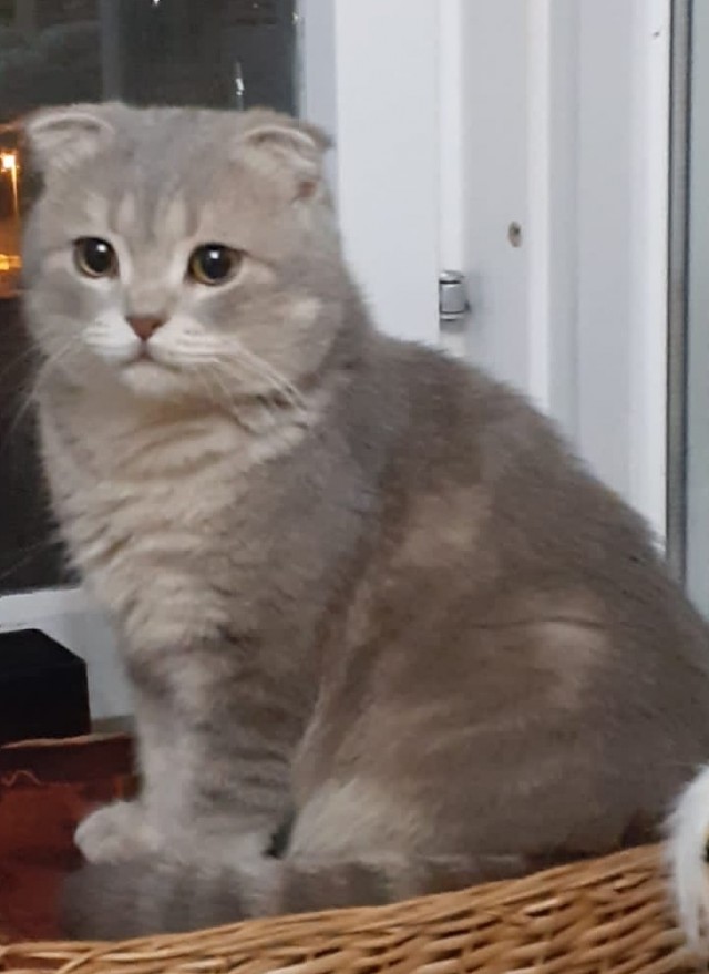 Котовторник вроде.