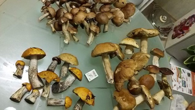 Грибочки