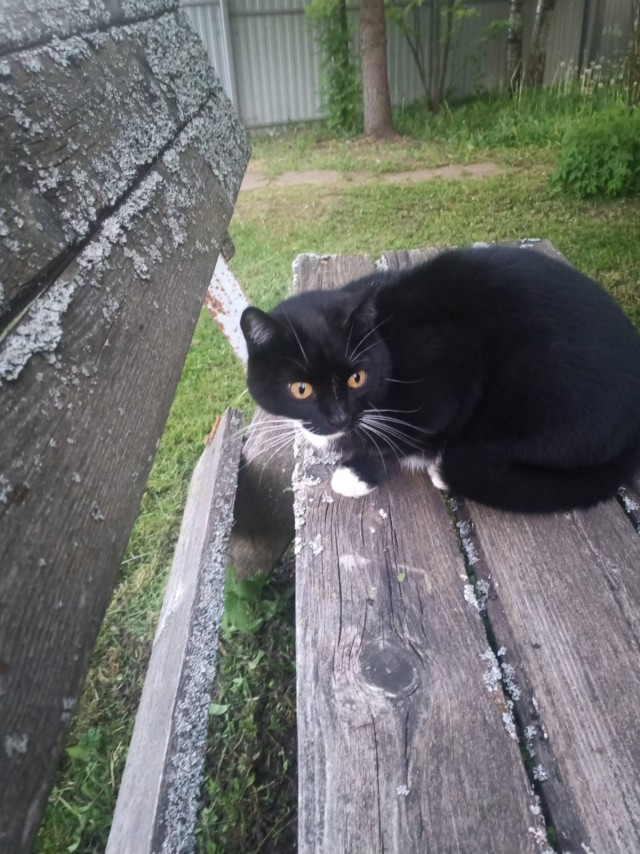 Котовторнику быть
