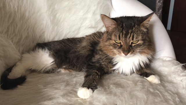 Александра к котовторнику!